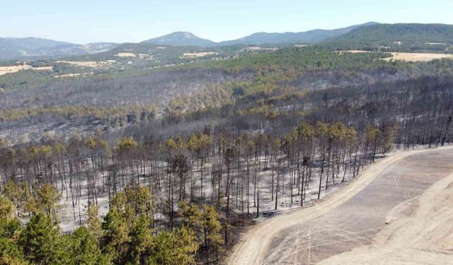 Bolu’daki orman yangını tamamen kontrol altına alındı