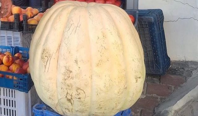 Devasa bal kabağını görenler şaştı kaldı