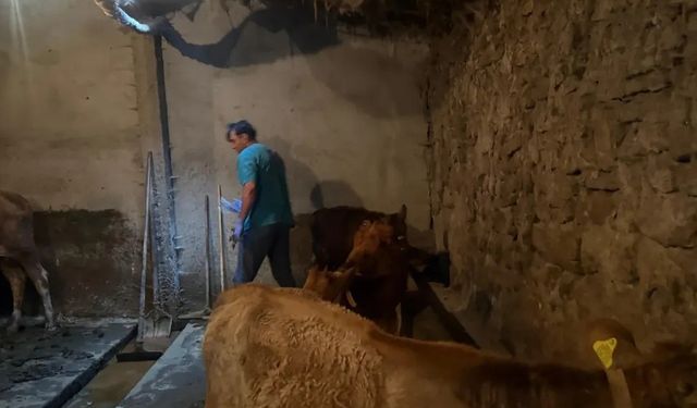 Diyadin’de şap hastalığına karşı aşı çalışmaları devam ediyor