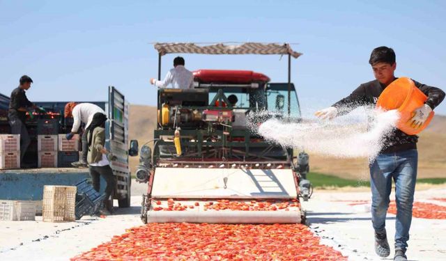 Dünya sofralarını süsleyen domateste 315 ton rekolte bekleniyor