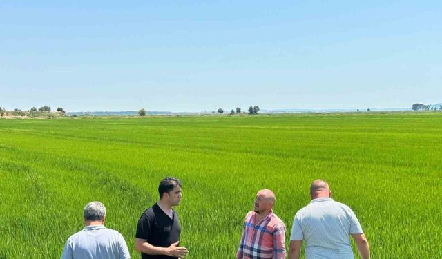 Edirne Ovası yeşile büründü: Çeltikte rekor beklentisi
