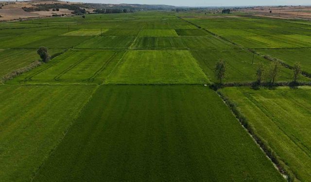 Edirne’de sağanak yağış ekili ürünlere can suyu oldu