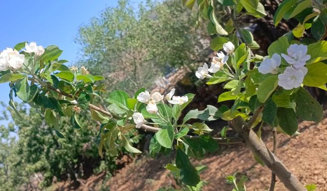 Elma ağaçları Ağustos’ta çiçek açtı
