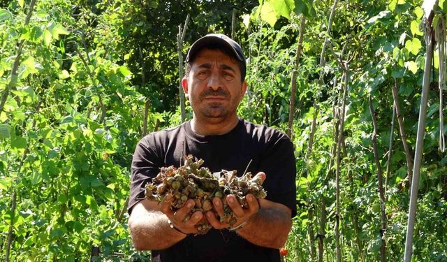 Fındığının çalındığını sandı, kamerada domuz çıktı