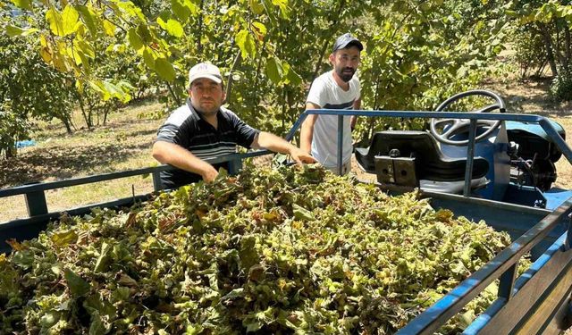 Fındık hasadı başladı, tırpan ücretleri rekor kırdı