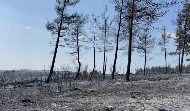 Gelibolu’da çıkan orman yangını tamamen kontrol altına alındı