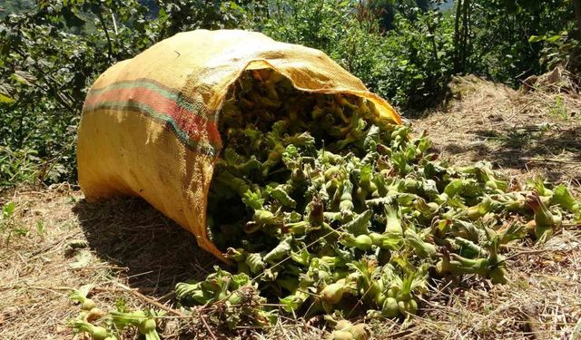 Giresun’da fındık hasadı başladı