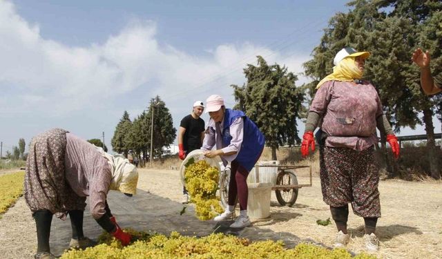 Gönüllü gençler üzüm kesti, üretimi yerinde öğrendi