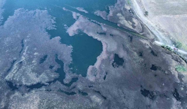 Hızla yayılan yosun ve sazlıklar göleti kapladı