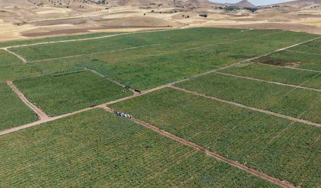 İki bin dönüme domates eken üretici: "Dışarıda 25 liraya alacağınıza tarladan 8 liraya alın"