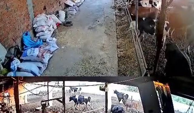 İnekler kaçıştı, kolonya şişeleri yerle bir oldu