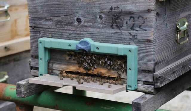 Kafkas arısının gen merkezinde bal hasadı gerçekleşti