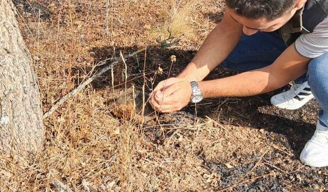 Kaplumbağa yangından son anda kurtarıldı