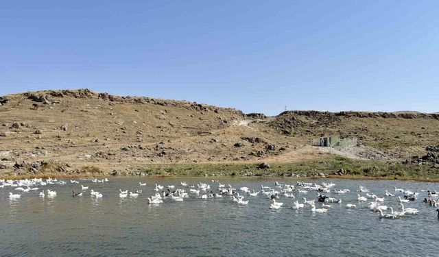 Kars’ta kazlar kış sofraları için besiye alındı