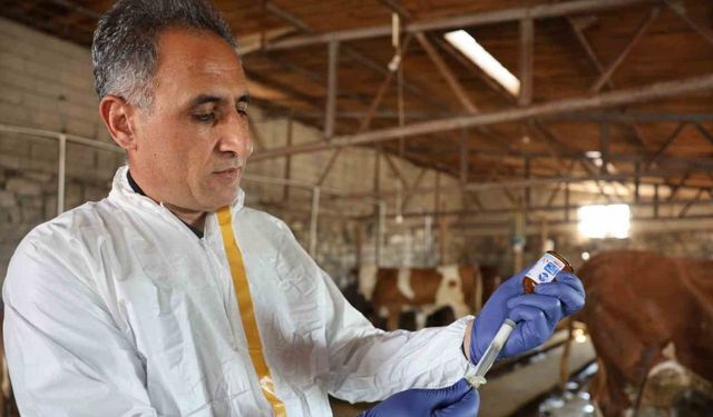 Kars’ta Tarım Orman Müdürü Aydın kolları sıvadı, büyükbaş hayvanları aşıladı