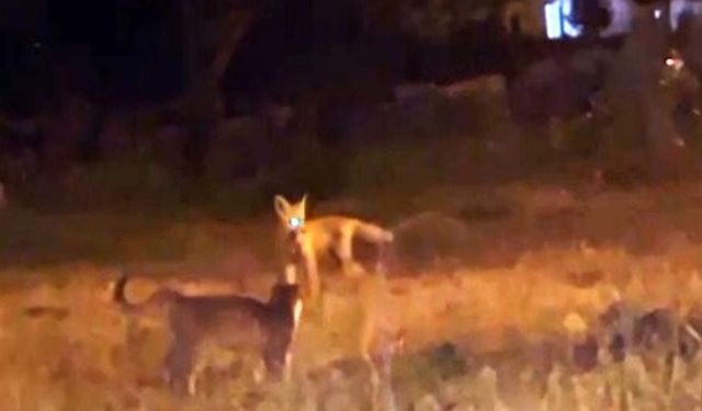 Kars’ta tilki ile kedilerin oyunu kameraya yansıdı