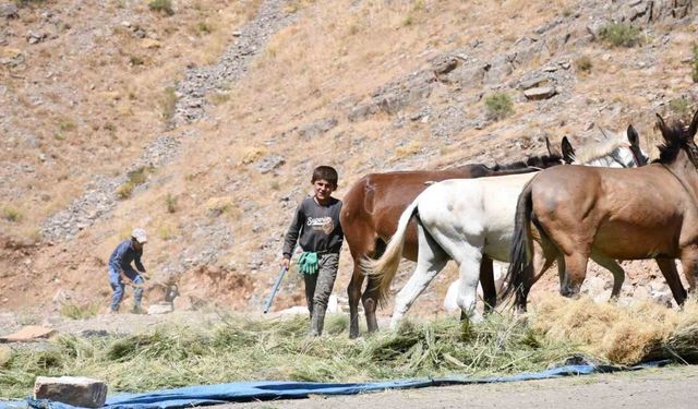 Katırlarla kışa hazırlık