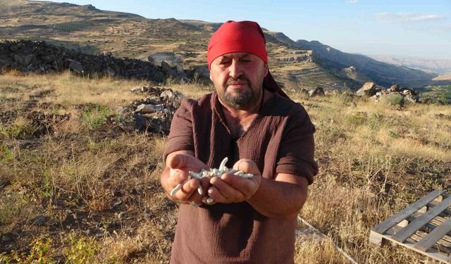 Kendiliğinden yetişiyor, kilosu 10 bin TL’ye satılıyor