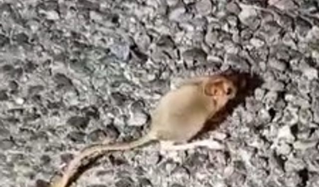 Kırmızı listede yer alıyor, Tunceli’de görüntülendi