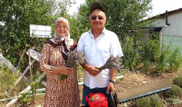 Lavanta bahçesinde hasat başladı