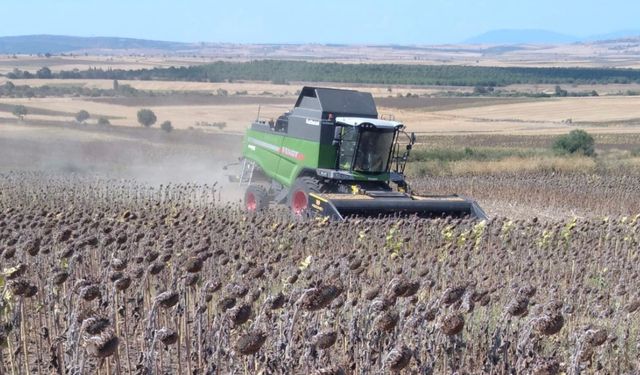 Manyas’ta ayçiçeği hasadı başladı