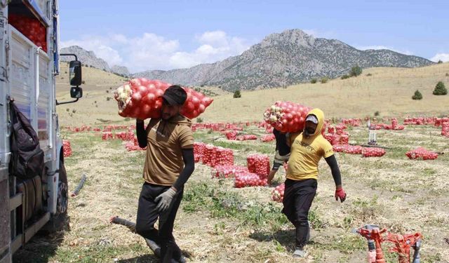 Mevsimlik soğan işçilerin zorlu mesaisi dronla görüntülendi
