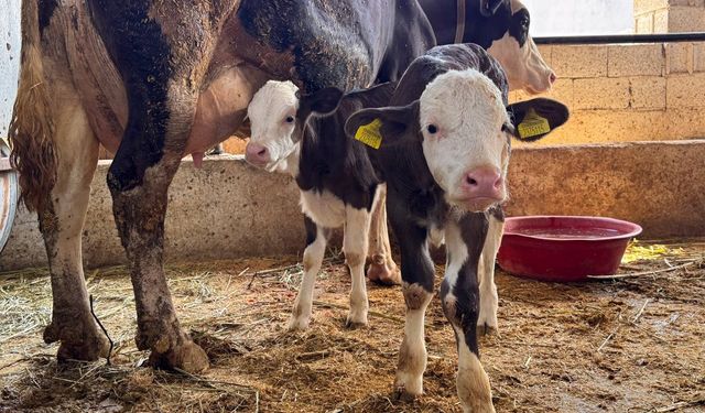 Şanlıurfa’da şap hastalığıyla mücadele devam ediyor