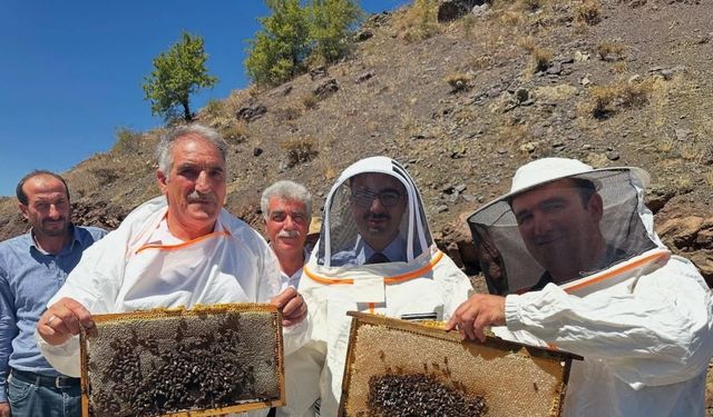 Sincik’te bal hasadı başladı