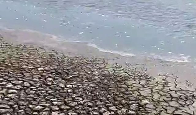 Siverek’teki gölette sular çekildi, balıklar telef oldu