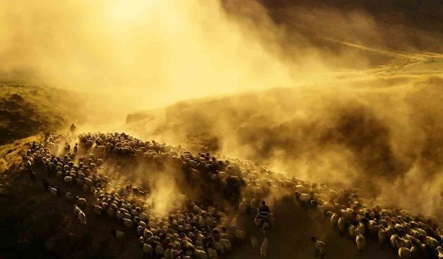 Sürülerin tozlu yolculuğu havadan görüntülendi