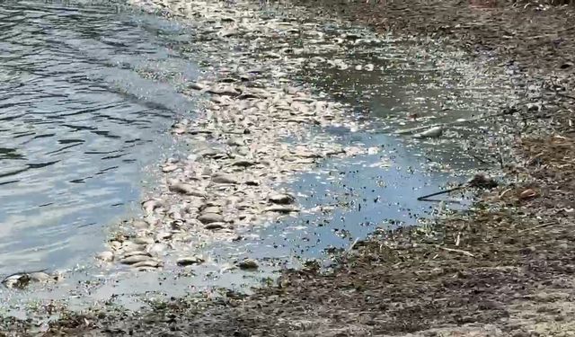Tekirdağ’da su seviyesi azalan gölette balık ölümleri meydana geldi