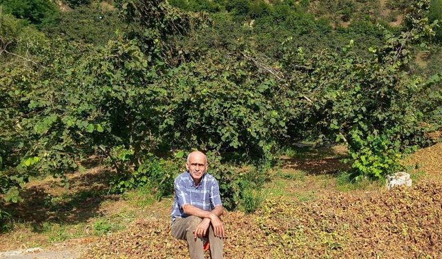 TMO 2025 fındık fiyatlarını açıkladı, gözler serbest piyasada