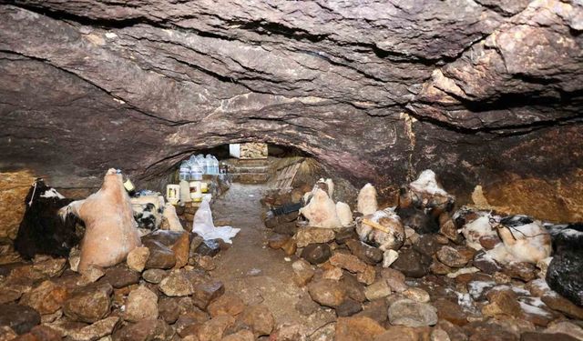 Tulum peynirinin mağaradaki lezzet yolculuğu devam ediyor