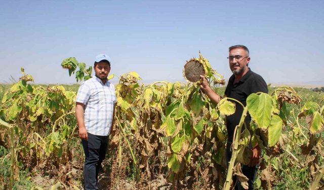 Yozgat’ta çerezlik ay çekirdeği hasadı başladı