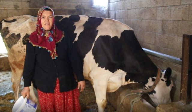 2 inekle başladı sıfır kilometre araç sahibi oldu