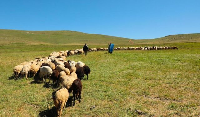 2025 yılı buzağı, malak, kuzu ve oğlak destekleme başvuruları başladı