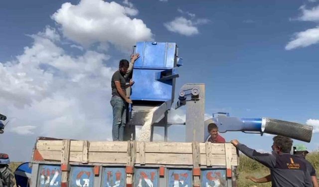 Adilcevaz’da fasulye hasadı başladı