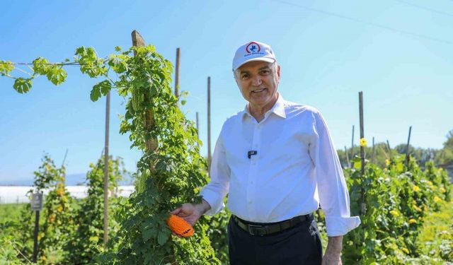 Ata tohumları meyve vermeye başladı