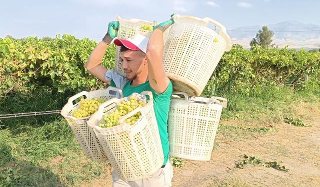Bağların Herkül’ü 120 kilo taşıdı