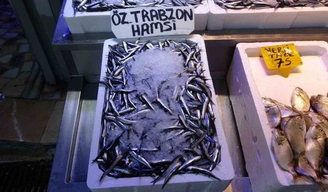 Balıkçılarda erken gelen hamsinin Türk karasularını erken terk edeceği endişesi