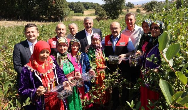 Balıkesir’de ilk aronya hasadı