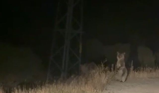 Bayburt’ta anne ve yavru ayının sinirli anları: Ayakları üzerinde araçtakileri korkutmaya çalıştılar