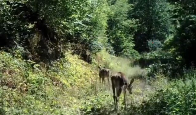 Bolu’da nadir görülen kızıl geyikler görüntülendi