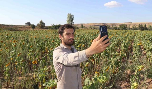 Boynunu eğen günebakanlar, hasat için gün sayıyor