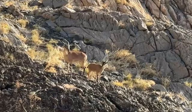 Cilo Dağı’nda doğaseverlere dağ keçisi sürprizi