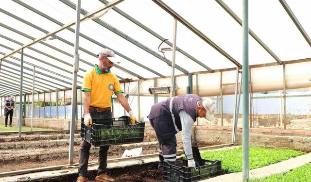 Diyarbakır’da Çin karanfili üretimine başlandı