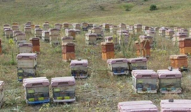 Doğu Karadeniz’de arıcılık alarm veriyor