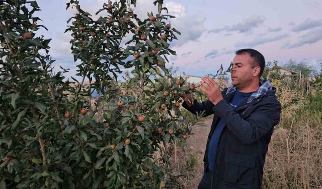 Doğu’nun soğuğunda sıcak iklim meyveleri yetiştirdi