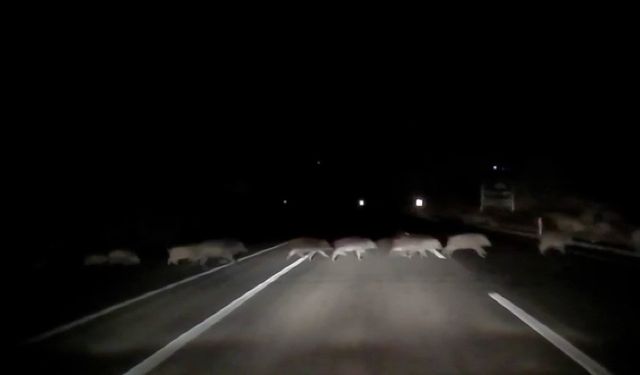 Domuzlara çarpmamak için karşı şeride geçti