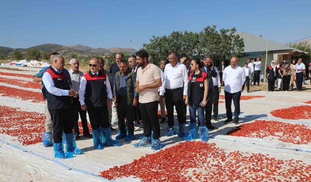 Elazığ’da 100 bin 352 ton domates rekoltesi bekleniyor